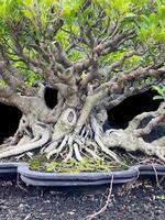 bonsai boom in een decoratief pot foto