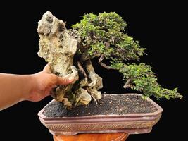 bonsai boom in een decoratief pot foto