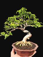 bonsai boom in een decoratief pot foto