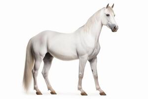 ai gegenereerd paard geïsoleerd Aan wit achtergrond foto