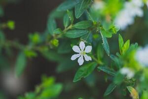 bloeiend wit bloemen sieren de tuin, Woud, en fabriek foto