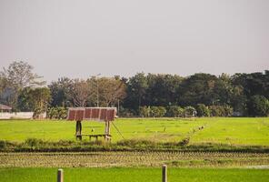 vredig schapen begrazing in de veld- Bij Thailand foto