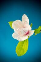 een roze bloem Aan een Afdeling van bloeiend magnolia dichtbij omhoog foto