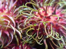 een detailopname visie van vers rambutans foto