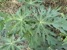 klein papaja boom groeit in de veld. de bladeren van klein papaja bomen dat toenemen in de werf zijn vaak gebruikt voor vers groenten en traditioneel geneeskunde foto