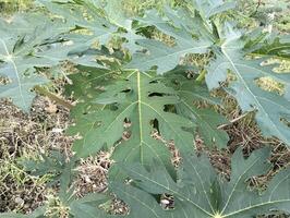 klein papaja boom groeit in de veld. de bladeren van klein papaja bomen dat toenemen in de werf zijn vaak gebruikt voor vers groenten en traditioneel geneeskunde foto