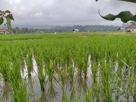 visie van rijst- padie. mooi groen rijstveld in platteland. rijst- plantage. rijst- landbouw. foto