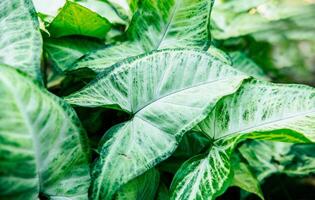 tropisch caladium bladeren. caladium bladeren achtergrond. details van caladium planten in een tuin foto