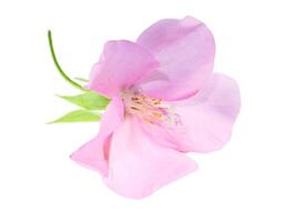 dichtbij omhoog van roze dombeja bloem foto