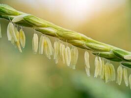 dichtbij omhoog van maïs bloem foto