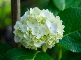 dichtbij omhoog hortensia bloem. foto