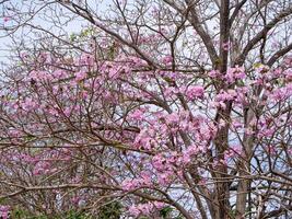 roze trompetboom foto