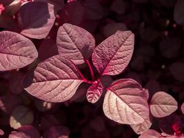 rood blad van amarant foto