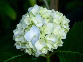 dichtbij omhoog hortensia bloem. foto