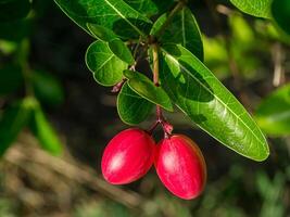 Carissa carandas fruit foto