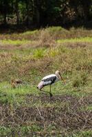 geschilderd ooievaar vogel in de wedland. foto