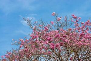 roze trompetboom foto