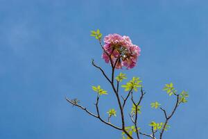 roze trompetboom foto