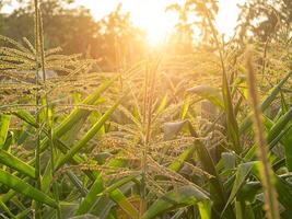 dichtbij omhoog van maïs bloem foto