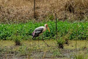 geschilderd ooievaar vogel in de wedland. foto