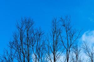 silhouet van dood boom met lucht achtergrond. foto