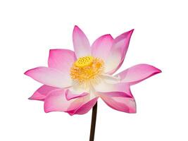 dichtbij omhoog roze lotus bloem. foto