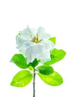 de wit van gardenia jasminoïden. foto