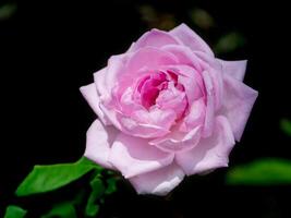 roze roos bloemblaadjes voor roos thee foto