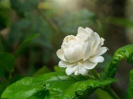dichtbij omhoog van jasmijn bloem. foto