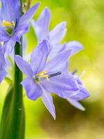 dichtbij omhoog paars bloem. foto