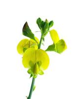 dichtbij omhoog van crotalaria spectabilis fabriek. foto