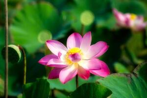 dichtbij omhoog roze lotus bloem. foto