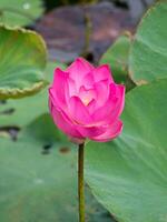dichtbij omhoog roze lotus bloem. foto