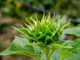 dichtbij omhoog groen zonnebloem. foto