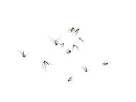 muggen zijn stervende Aan de grond. foto