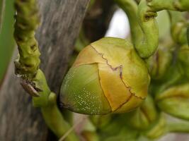 dichtbij omhoog van kokosnoot bloem. foto