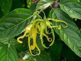 dichtbij omhoog van dwerg ylang-ylang bloem. foto