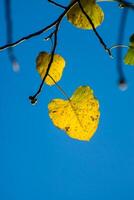 geel bladeren Aan takken van de bodhi foto