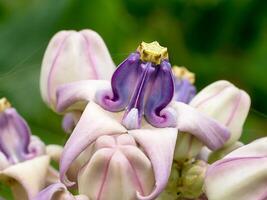 kroon bloem of calotropis gigantea. foto