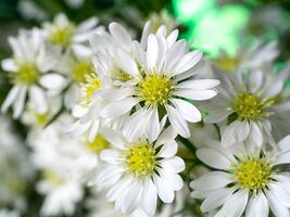 dichtbij omhoog chrysant bloem. foto