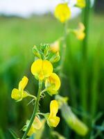 dichtbij omhoog van crotalaria spectabilis fabriek. foto