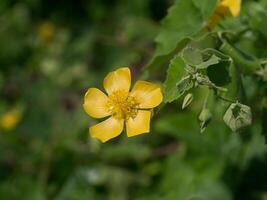 land kaasjeskruid bloem foto