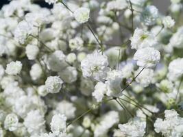 dichtbij omhoog van wit gypsophila bloem foto