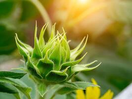 dichtbij omhoog groen zonnebloem. foto