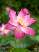 dichtbij omhoog roze lotus bloem. foto