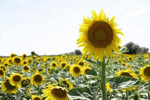 zonnebloem fabriek in een zonnebloem plantage met Doorzichtig lucht foto