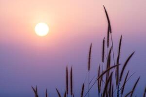 silhouet van desho bloem gras foto