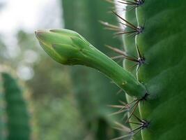 dichtbij omhoog van cereus tetragonus fabriek. foto