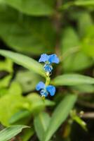 blauw bloem van beklimming dagbloem foto