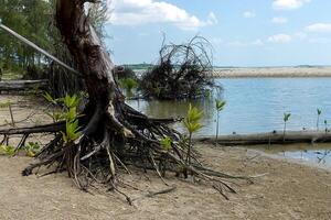 dood boom Aan de strand. foto